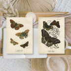 Butterflies | Ephemera paper | 7,4 x 10,5 cm | 3×8 designs