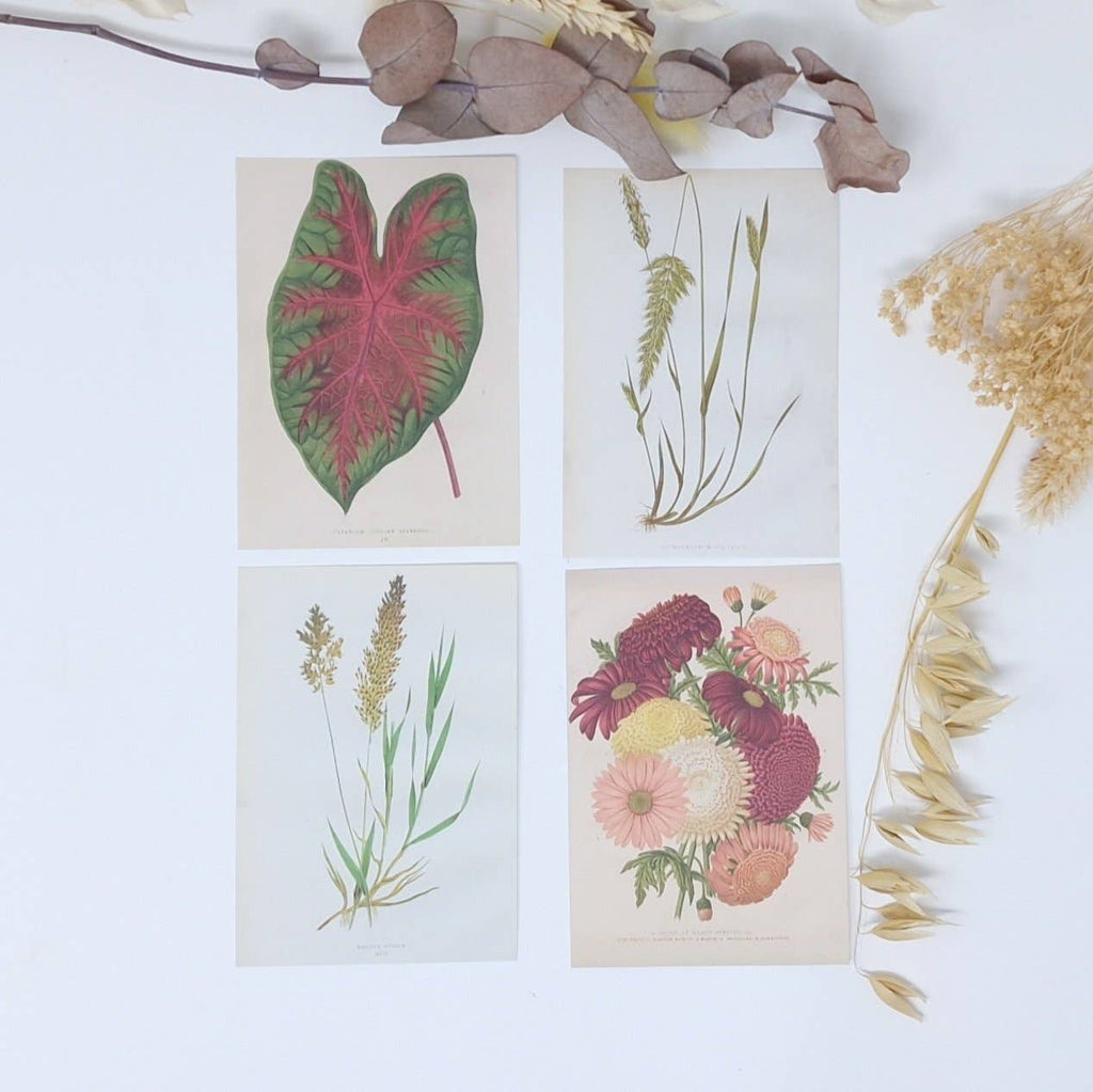 Botanicals I ephemera paper | 7,4 x 10,5 cm | 3×8 designs