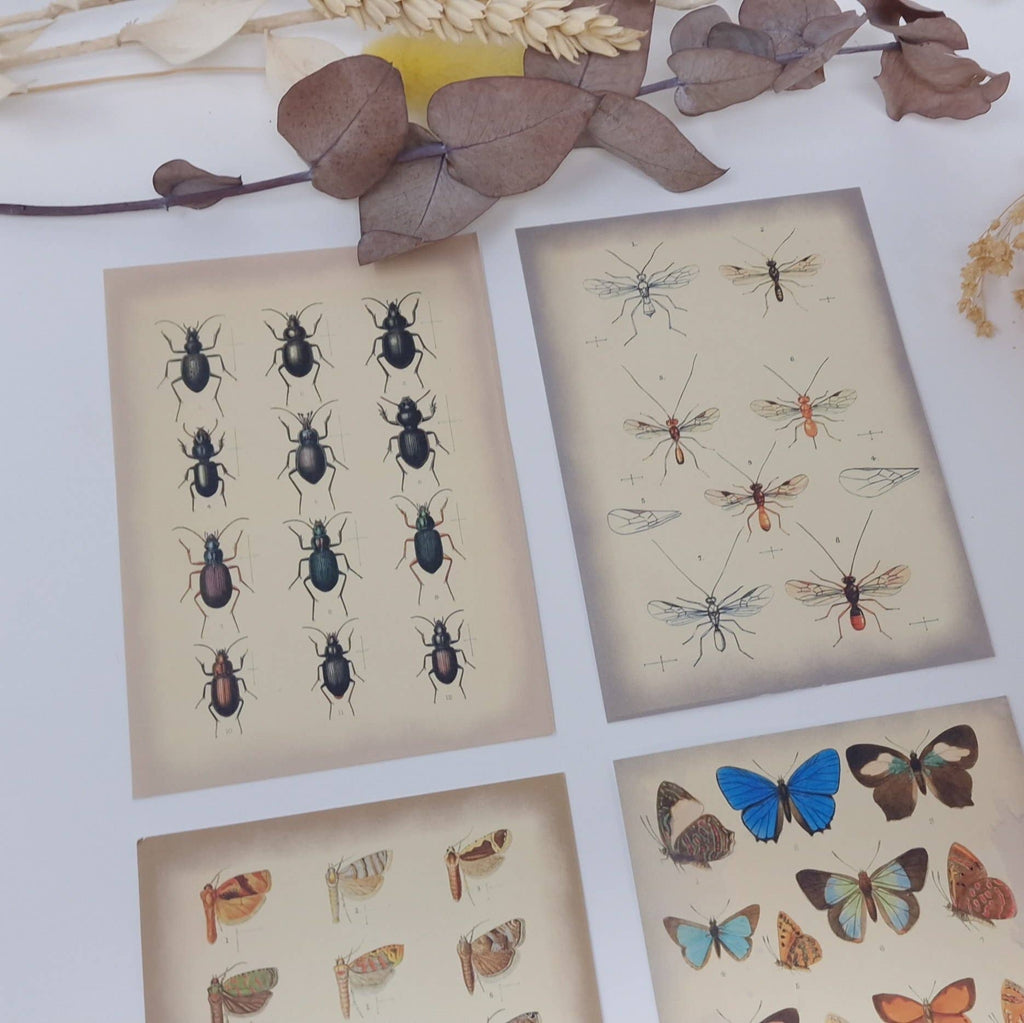 Vintage insects Scrap paper | 7,4 x 10,5 cm | 3×8 designs