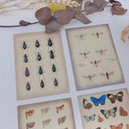 Vintage insects Scrap paper | 7,4 x 10,5 cm | 3×8 designs
