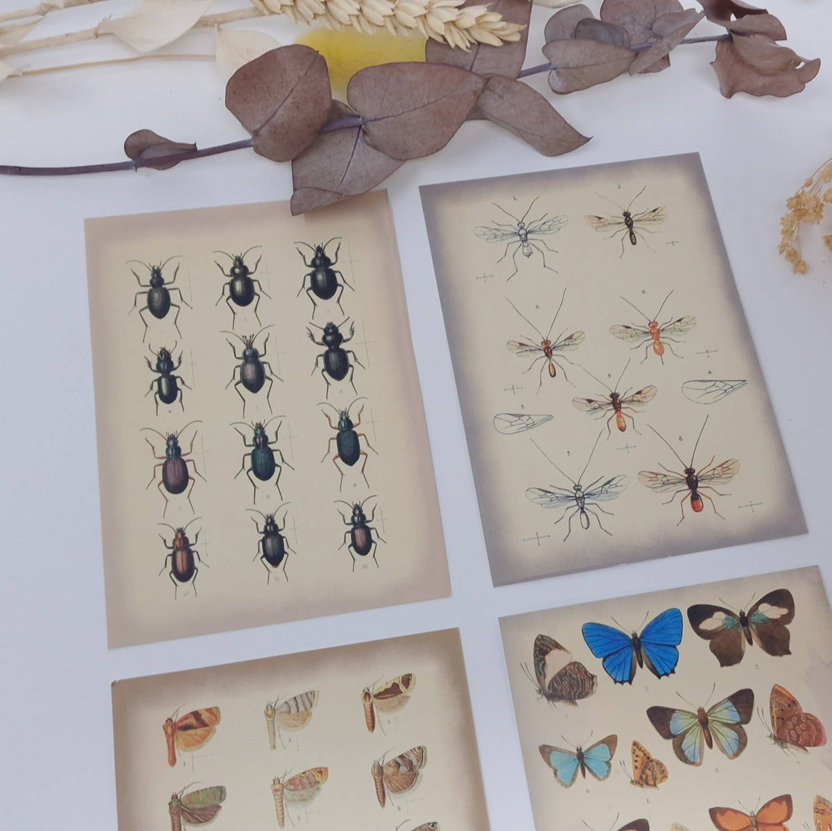Vintage insects Scrap paper | 7,4 x 10,5 cm | 3×8 designs
