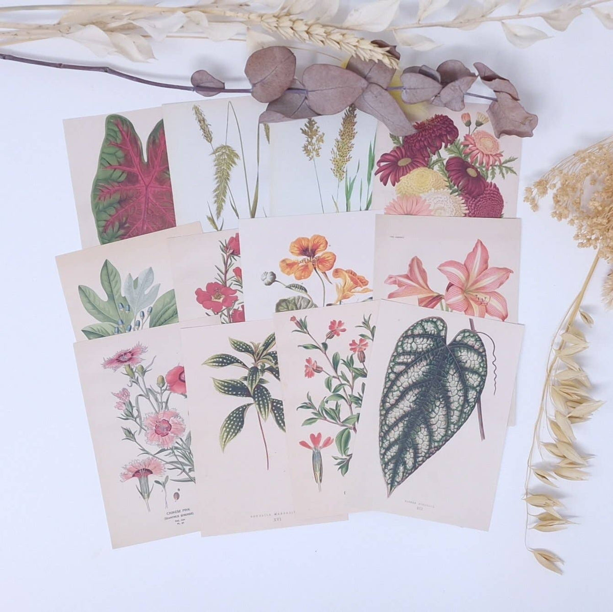 Botanicals I ephemera paper | 7,4 x 10,5 cm | 3×8 designs