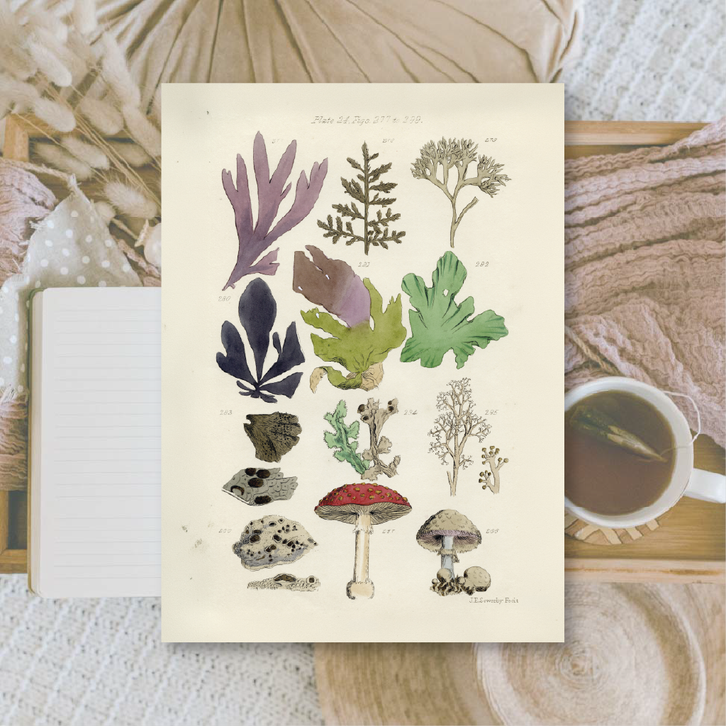 Botanicals II | Ephemera paper | 10,5x14,8 cm | 3×8 designs