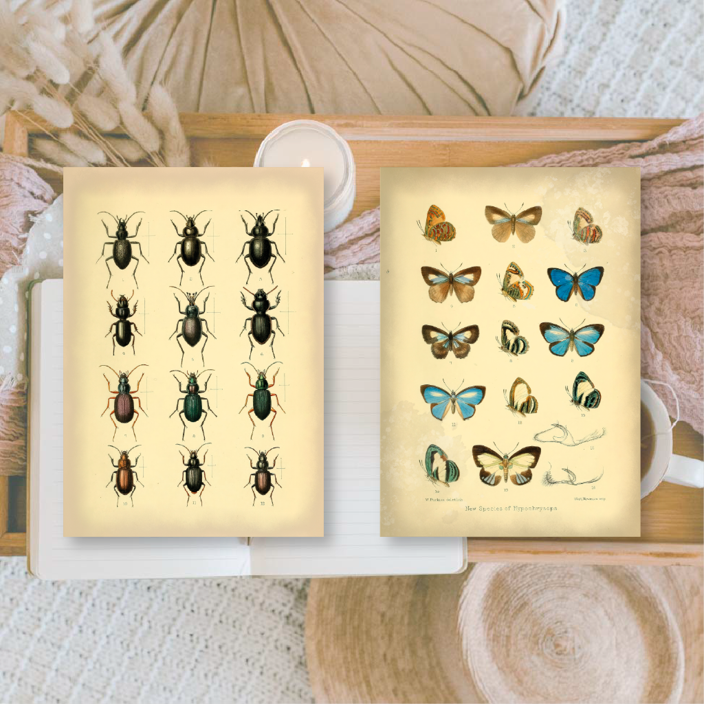 Vintage insects Scrap paper | 7,4 x 10,5 cm | 3×8 designs