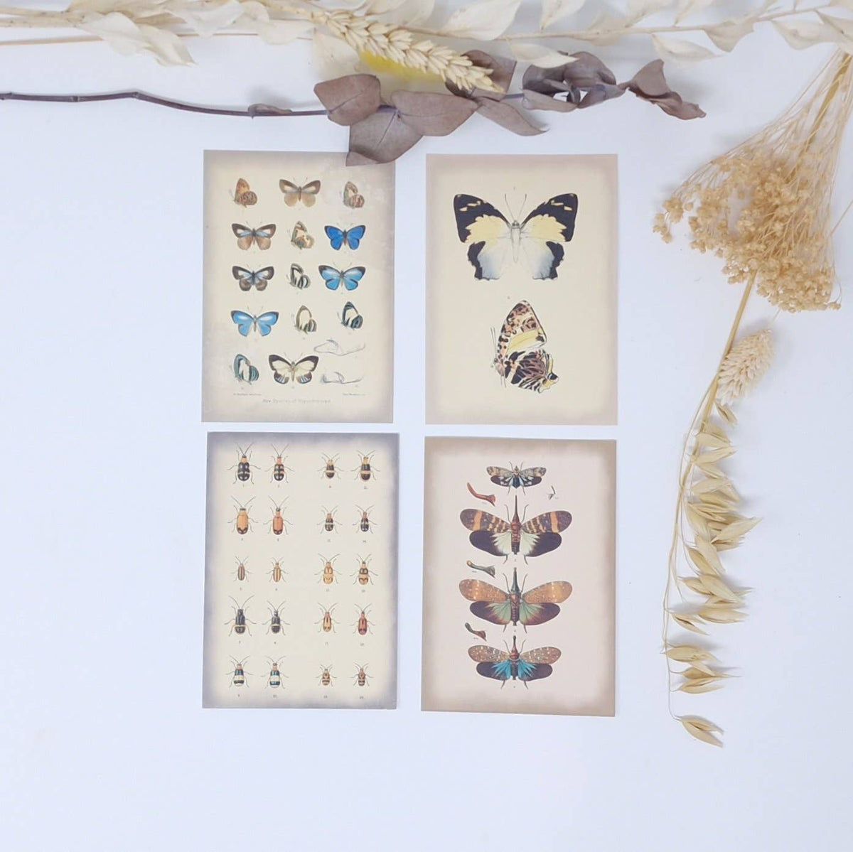 Vintage insects Scrap paper | 7,4 x 10,5 cm | 3×8 designs
