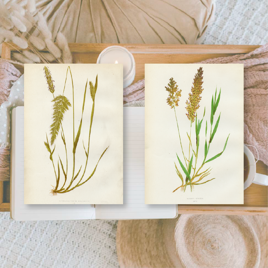 Botanicals I ephemera paper | 7,4 x 10,5 cm | 3×8 designs