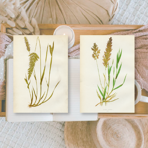 Botanicals I ephemera paper | 7,4 x 10,5 cm | 3×8 designs