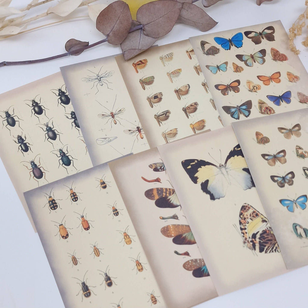 Vintage insects Scrap paper | 7,4 x 10,5 cm | 3×8 designs