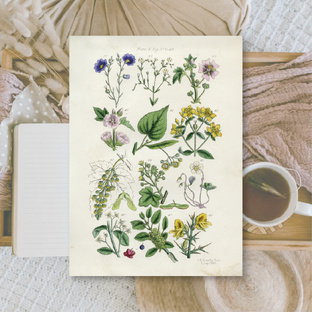 Botanicals II | Ephemera paper | 10,5x14,8 cm | 3×8 designs