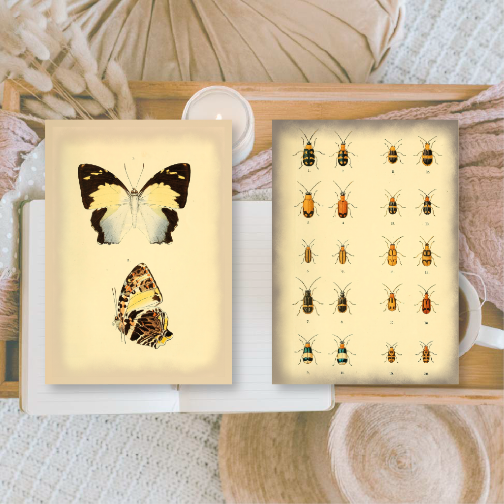 Vintage insects Scrap paper | 7,4 x 10,5 cm | 3×8 designs