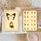 Vintage insects Scrap paper | 7,4 x 10,5 cm | 3×8 designs