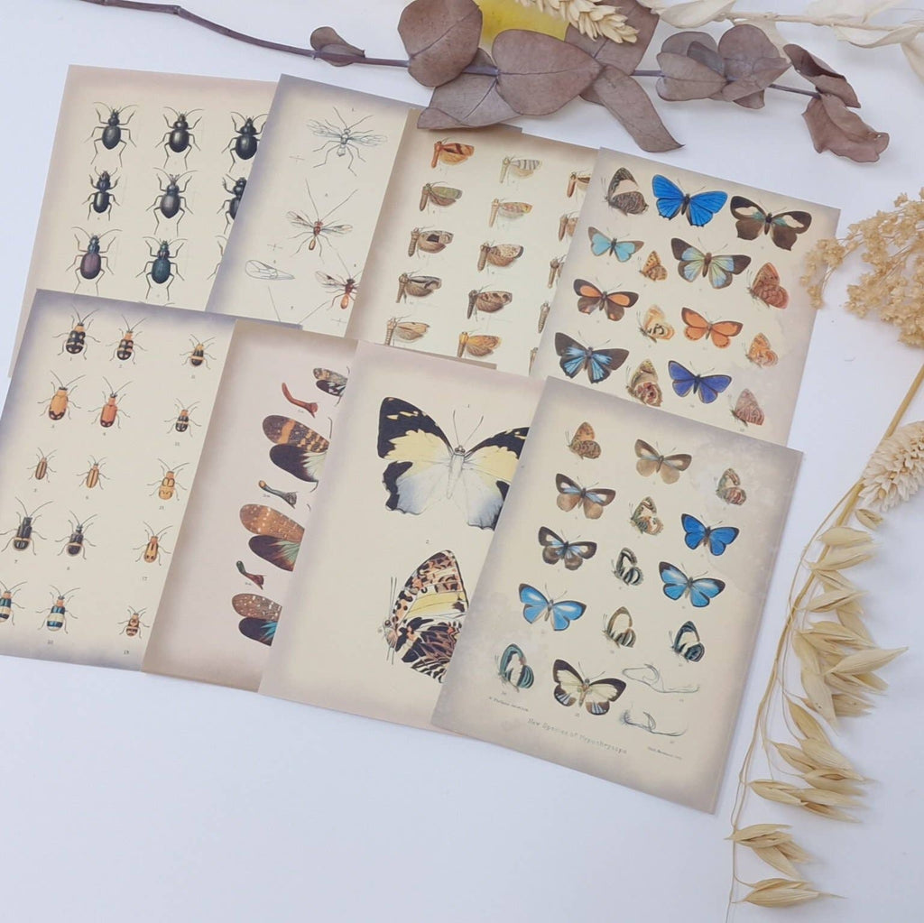 Vintage insects Scrap paper | 7,4 x 10,5 cm | 3×8 designs