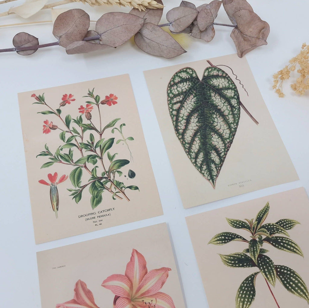 Botanicals I ephemera paper | 7,4 x 10,5 cm | 3×8 designs