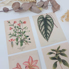 Botanicals I ephemera paper | 7,4 x 10,5 cm | 3×8 designs