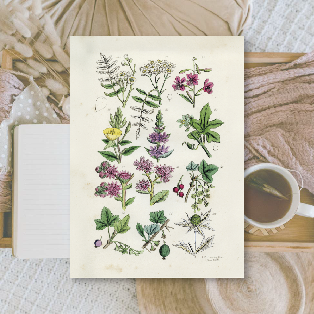Botanicals II | Ephemera paper | 10,5x14,8 cm | 3×8 designs