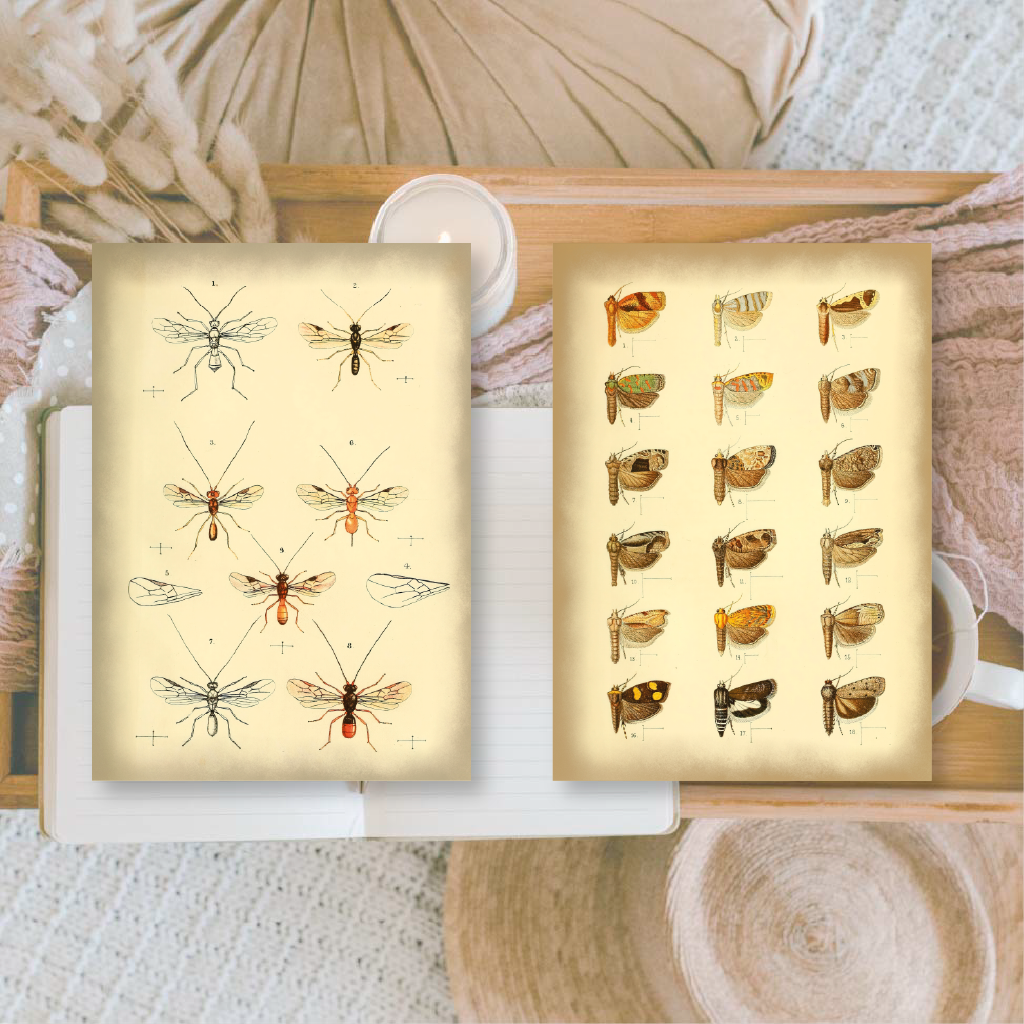 Vintage insects Scrap paper | 7,4 x 10,5 cm | 3×8 designs