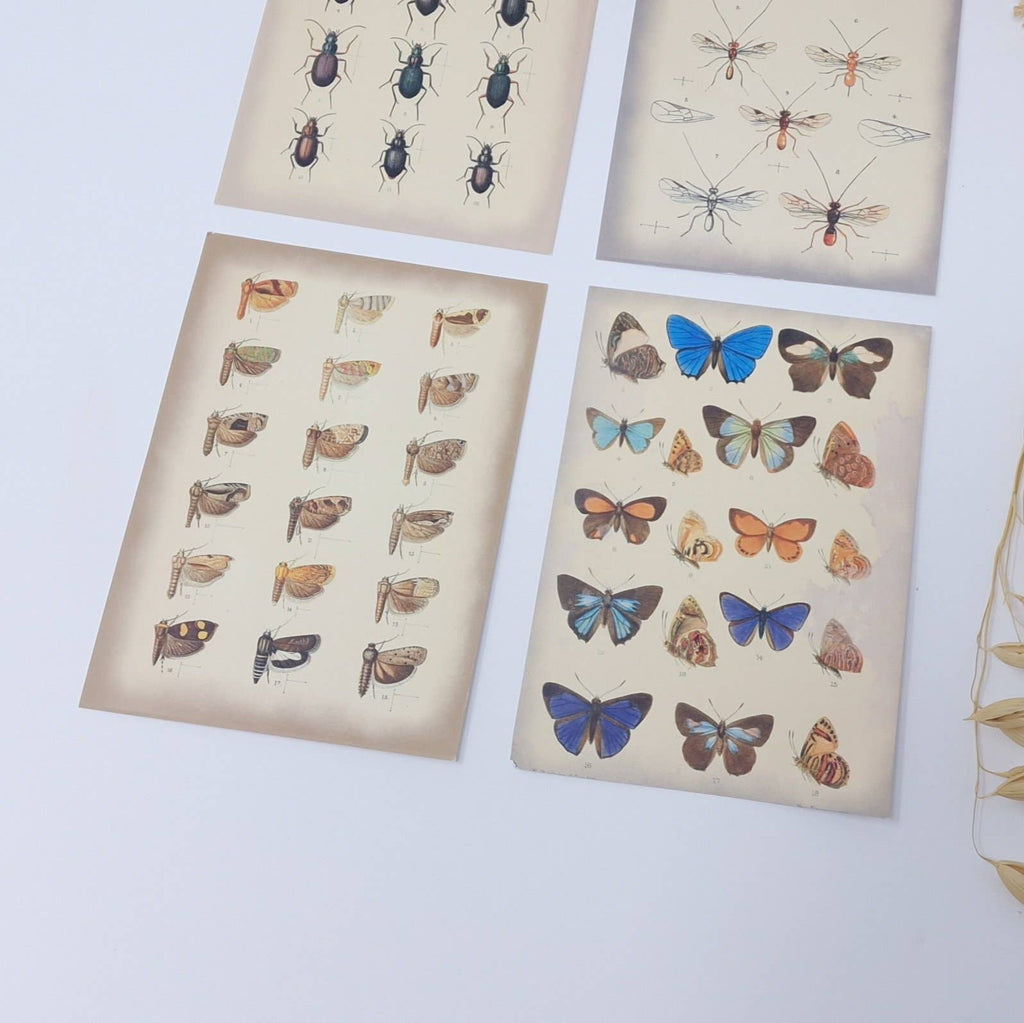 Vintage insects Scrap paper | 7,4 x 10,5 cm | 3×8 designs