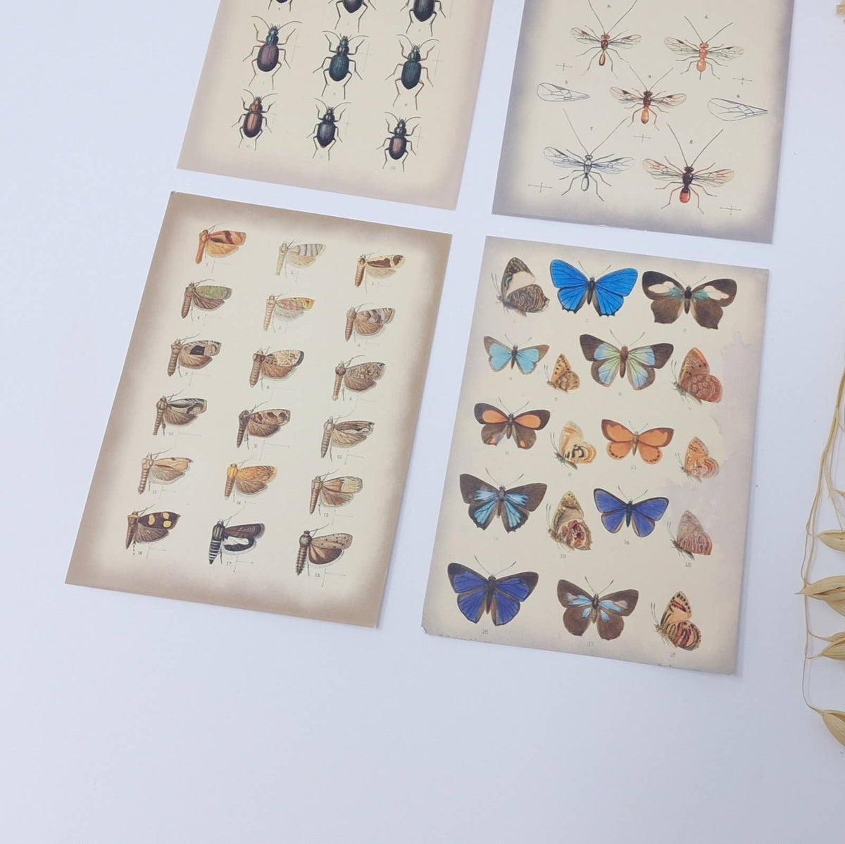 Vintage insects Scrap paper | 7,4 x 10,5 cm | 3×8 designs