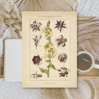 Botanicals II | Ephemera paper | 10,5x14,8 cm | 3×8 designs