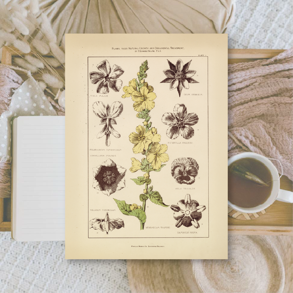 Botanicals II | Ephemera paper | 10,5x14,8 cm | 3×8 designs