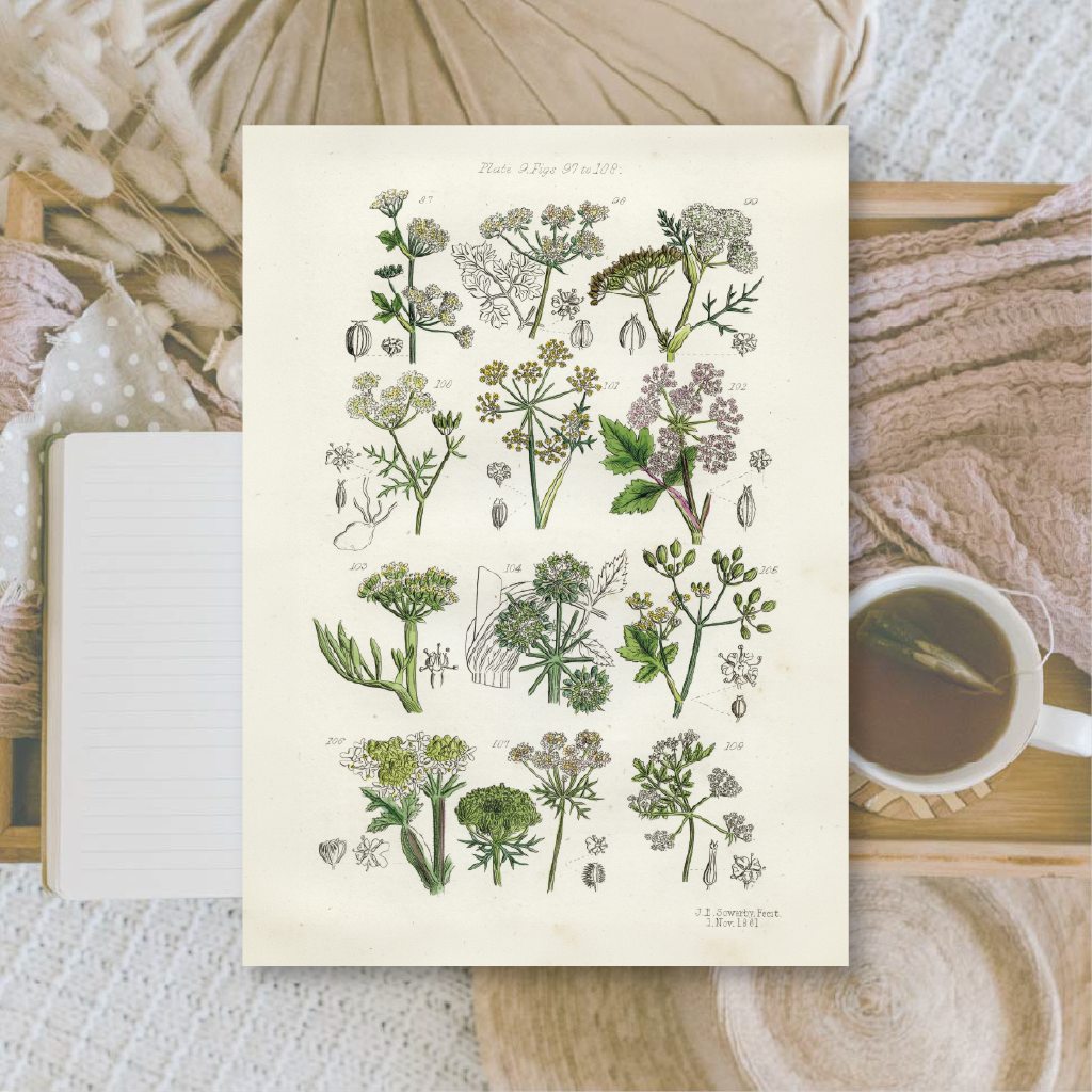 Botanicals II | Ephemera paper | 10,5x14,8 cm | 3×8 designs