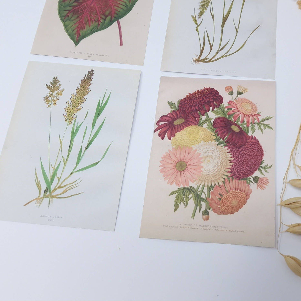 Botanicals I ephemera paper | 7,4 x 10,5 cm | 3×8 designs