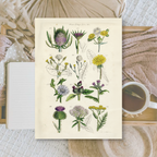 Botanicals II | Ephemera paper | 10,5x14,8 cm | 3×8 designs