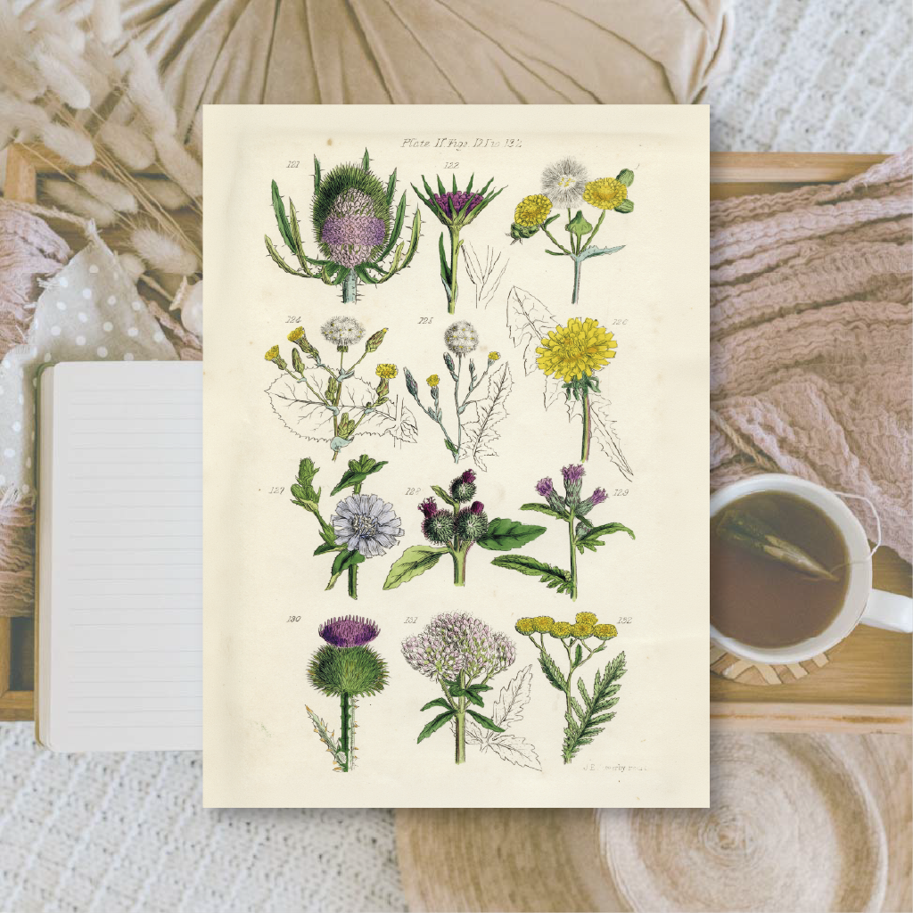 Botanicals II | Ephemera paper | 10,5x14,8 cm | 3×8 designs