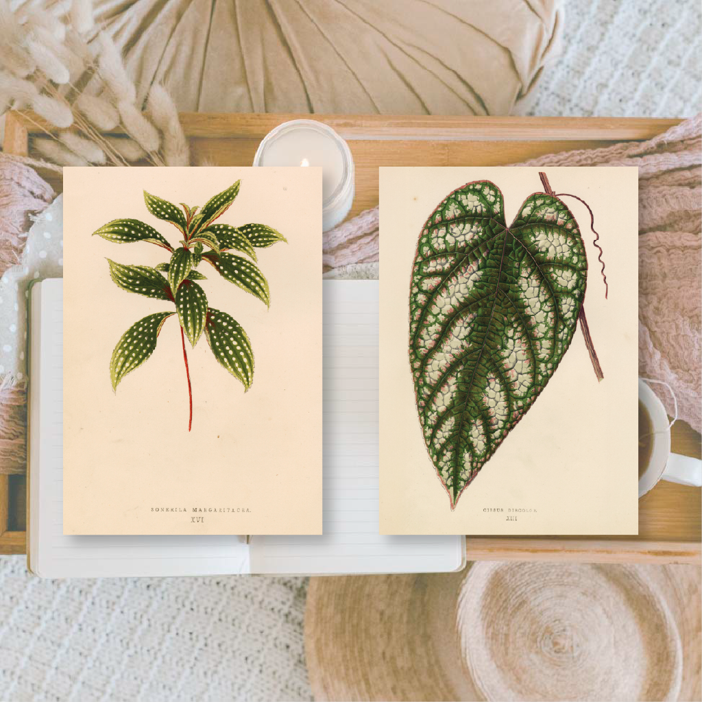 Botanicals I ephemera paper | 7,4 x 10,5 cm | 3×8 designs