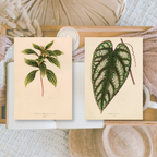 Botanicals I ephemera paper | 7,4 x 10,5 cm | 3×8 designs