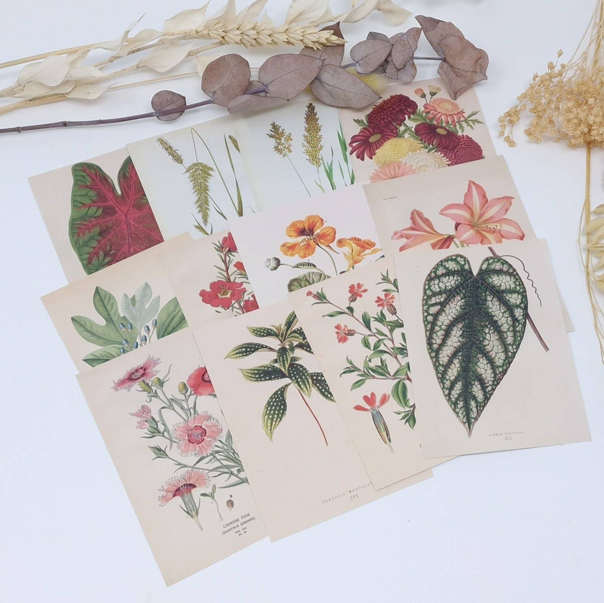 Botanicals I ephemera paper | 7,4 x 10,5 cm | 3×8 designs