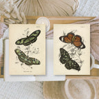 Butterflies | Ephemera paper | 7,4 x 10,5 cm | 3×8 designs