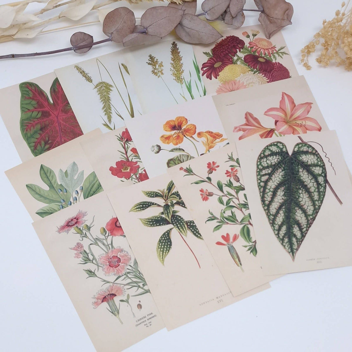 Botanicals I ephemera paper | 7,4 x 10,5 cm | 3×8 designs