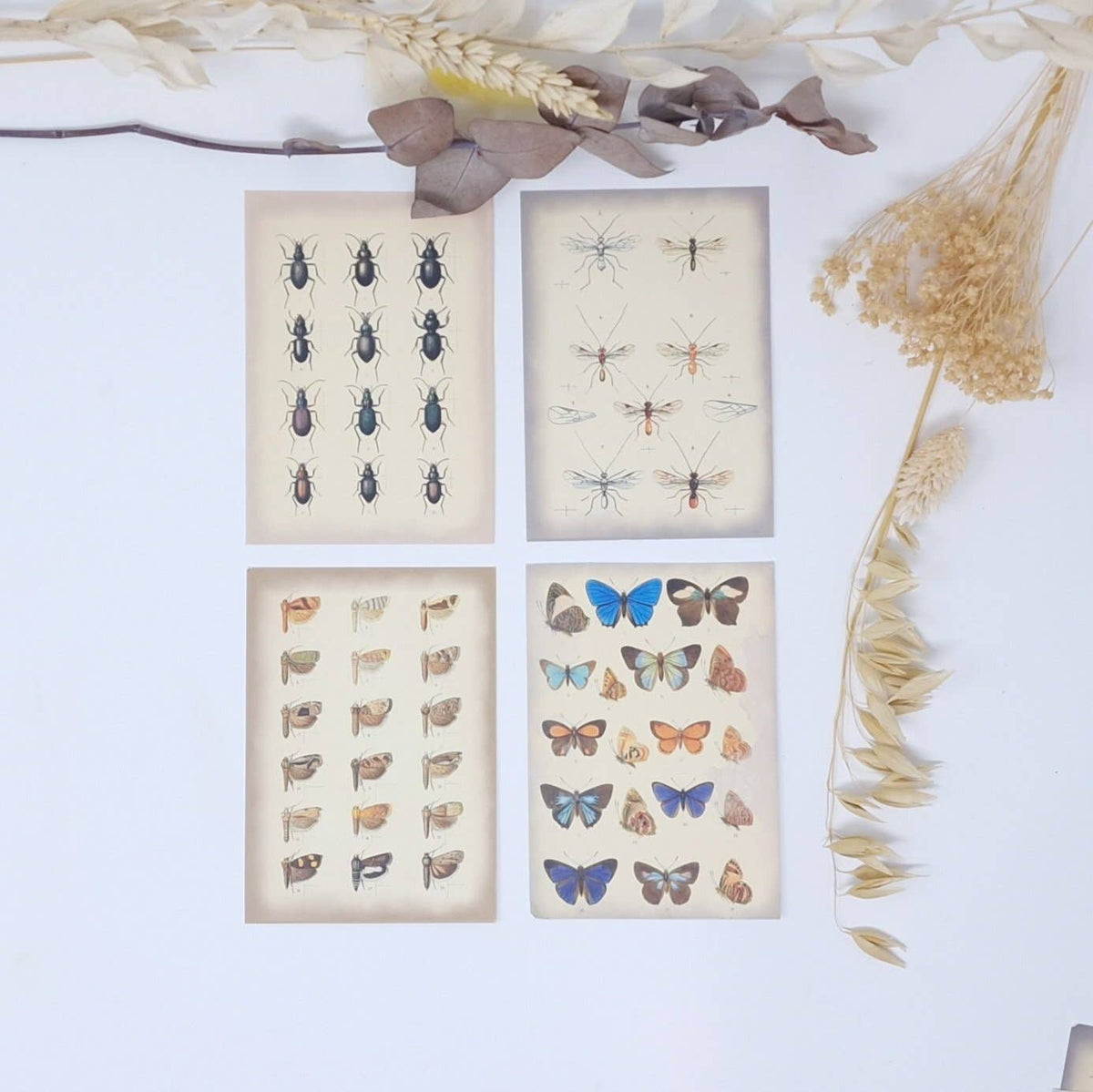 Vintage insects Scrap paper | 7,4 x 10,5 cm | 3×8 designs