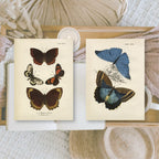 Butterflies | Ephemera paper | 7,4 x 10,5 cm | 3×8 designs
