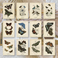 Butterflies | Ephemera paper | 7,4 x 10,5 cm | 3×8 designs