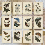 Butterflies | Ephemera paper | 7,4 x 10,5 cm | 3×8 designs