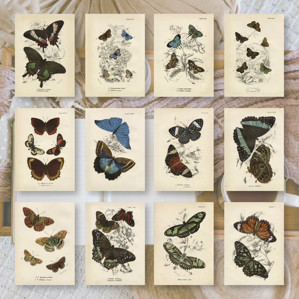 Butterflies | Ephemera paper | 7,4 x 10,5 cm | 3×8 designs