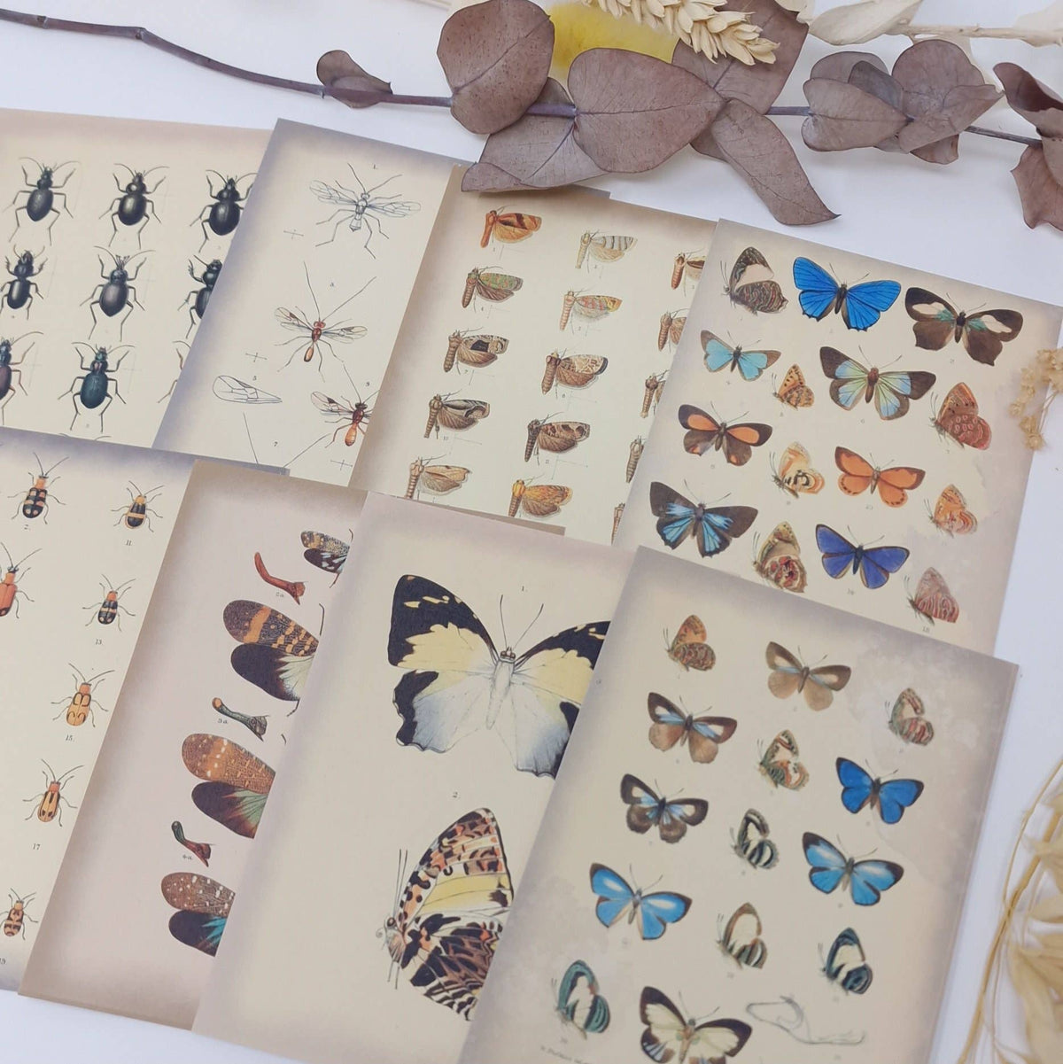 Vintage insects Scrap paper | 7,4 x 10,5 cm | 3×8 designs