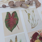 Botanicals I ephemera paper | 7,4 x 10,5 cm | 3×8 designs