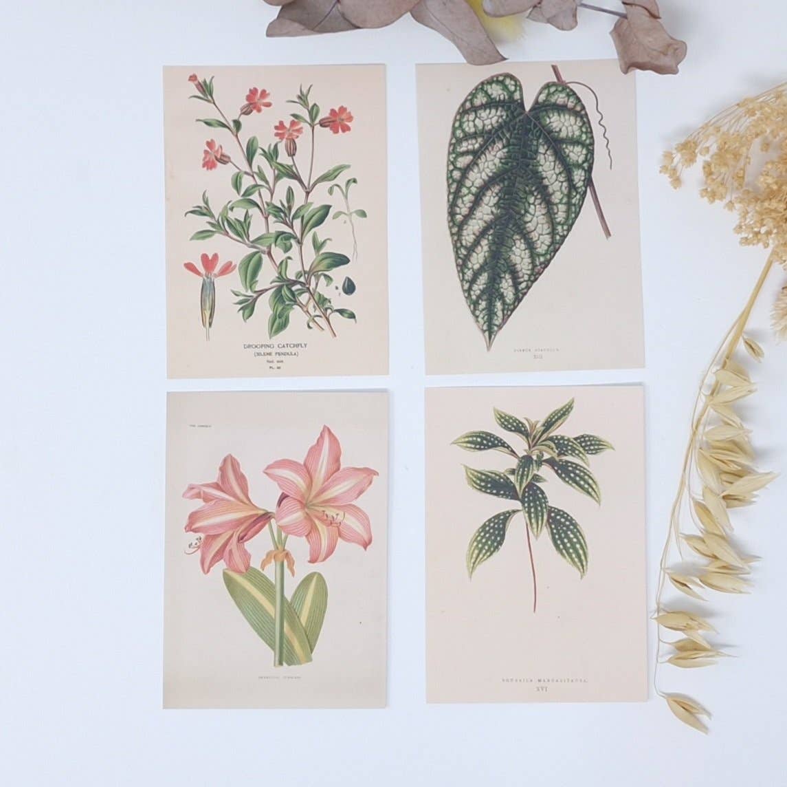 Botanicals I ephemera paper | 7,4 x 10,5 cm | 3×8 designs