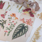 Botanicals I ephemera paper | 7,4 x 10,5 cm | 3×8 designs