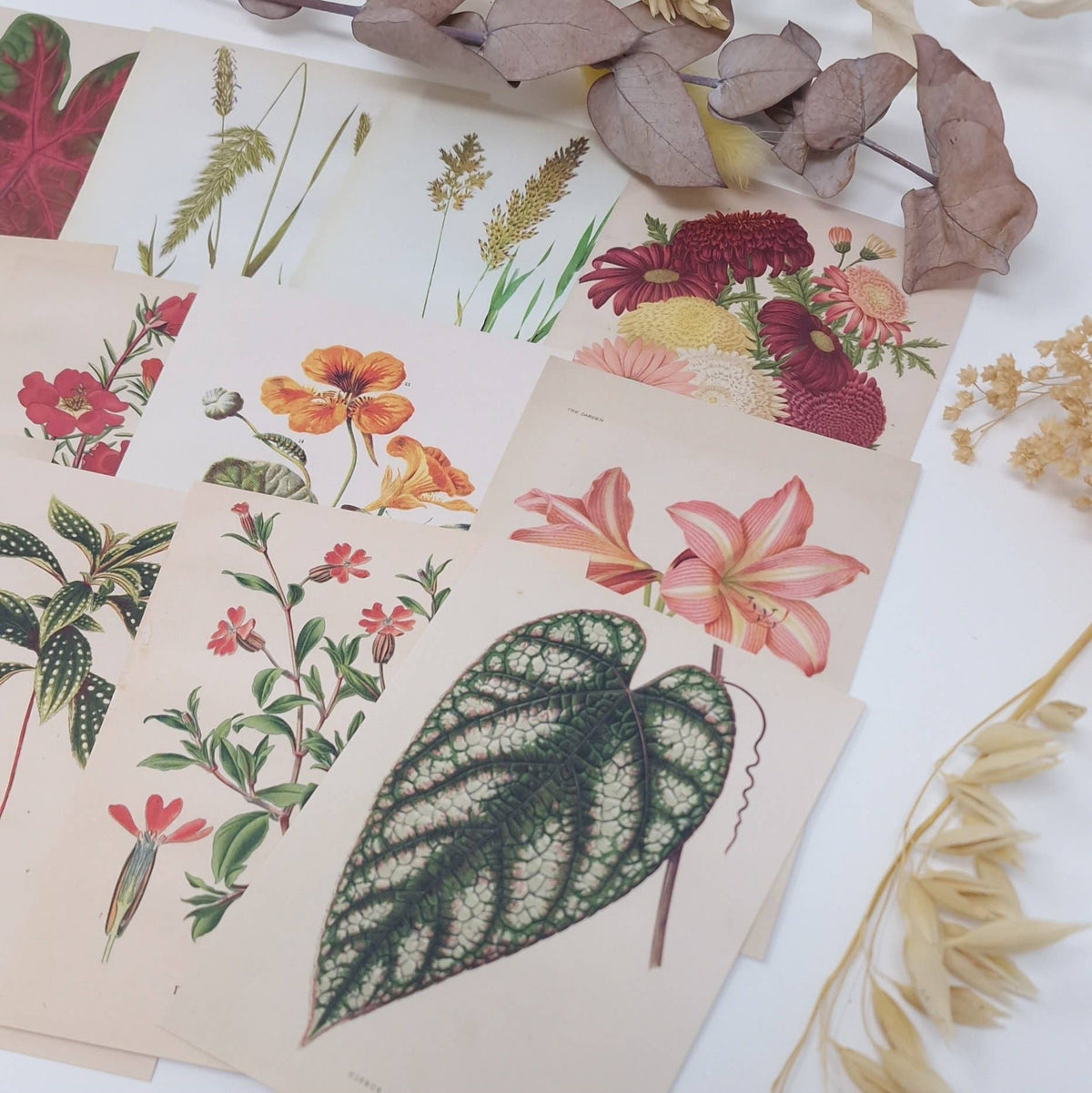 Botanicals I ephemera paper | 7,4 x 10,5 cm | 3×8 designs