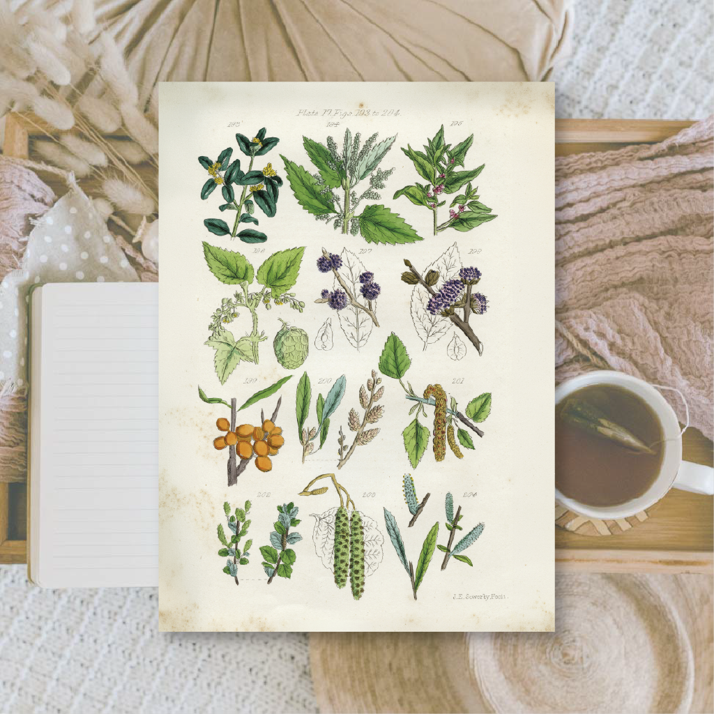 Botanicals II | Ephemera paper | 10,5x14,8 cm | 3×8 designs