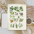 Botanicals II | Ephemera paper | 10,5x14,8 cm | 3×8 designs