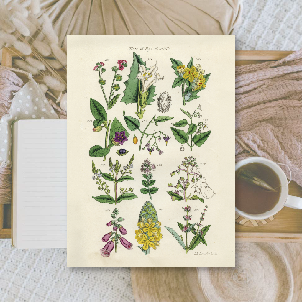 Botanicals II | Ephemera paper | 10,5x14,8 cm | 3×8 designs