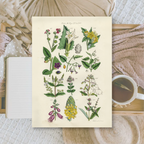 Botanicals II | Ephemera paper | 10,5x14,8 cm | 3×8 designs