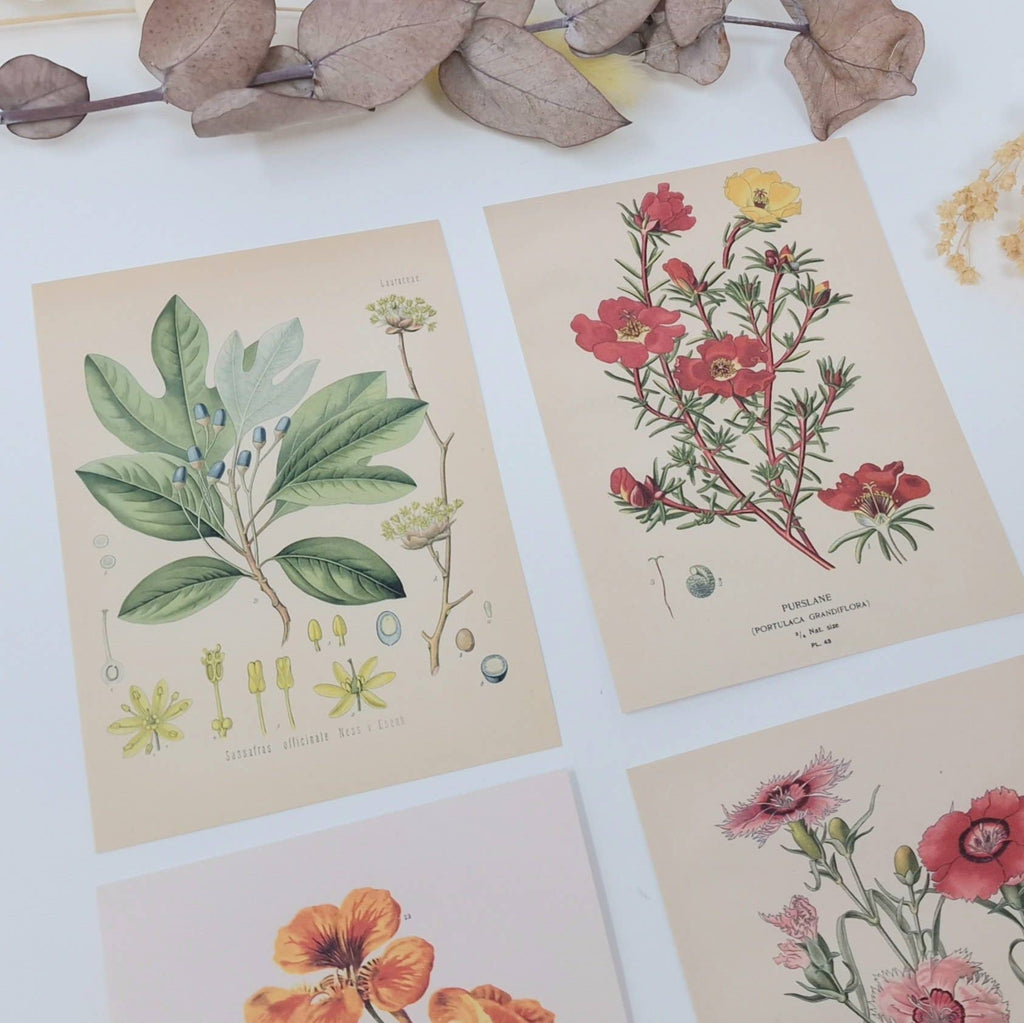 Botanicals I ephemera paper | 7,4 x 10,5 cm | 3×8 designs