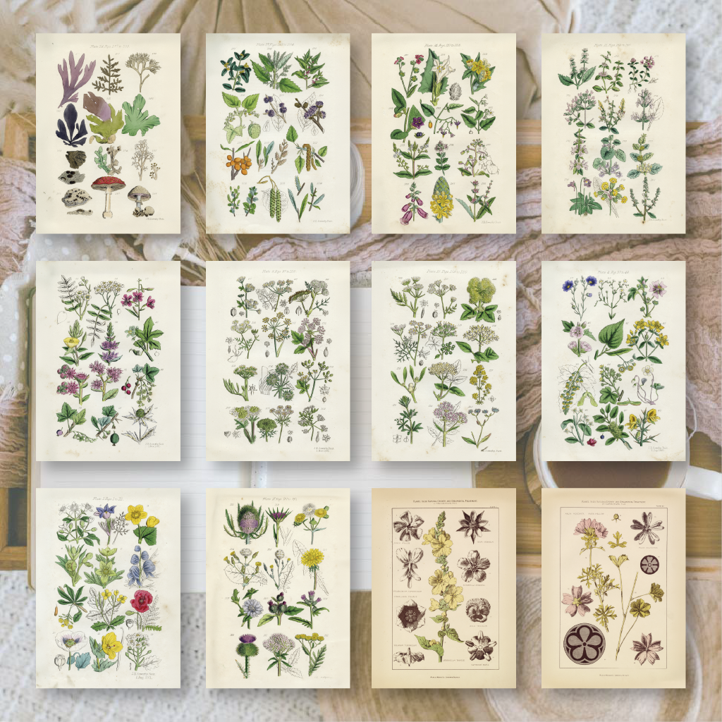Botanicals II | Ephemera paper | 10,5x14,8 cm | 3×8 designs