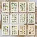 Botanicals II | Ephemera paper | 10,5x14,8 cm | 3×8 designs